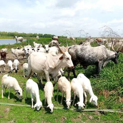 Bobi Grazing Reserve