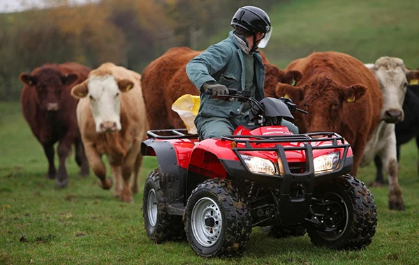 Cattle grazing on reserve land